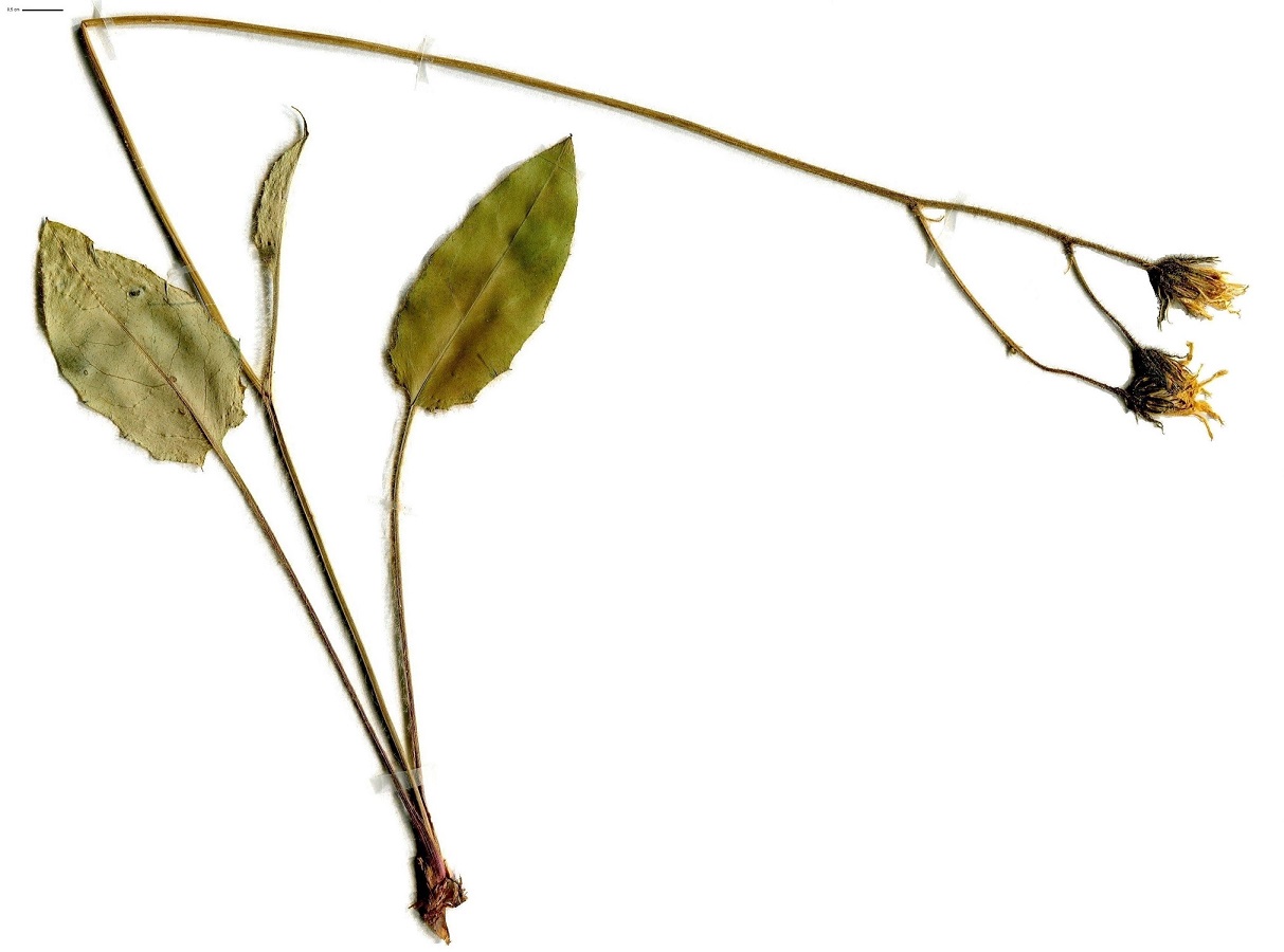 Hieracium glaucinum subsp. pallidulum (Asteraceae)